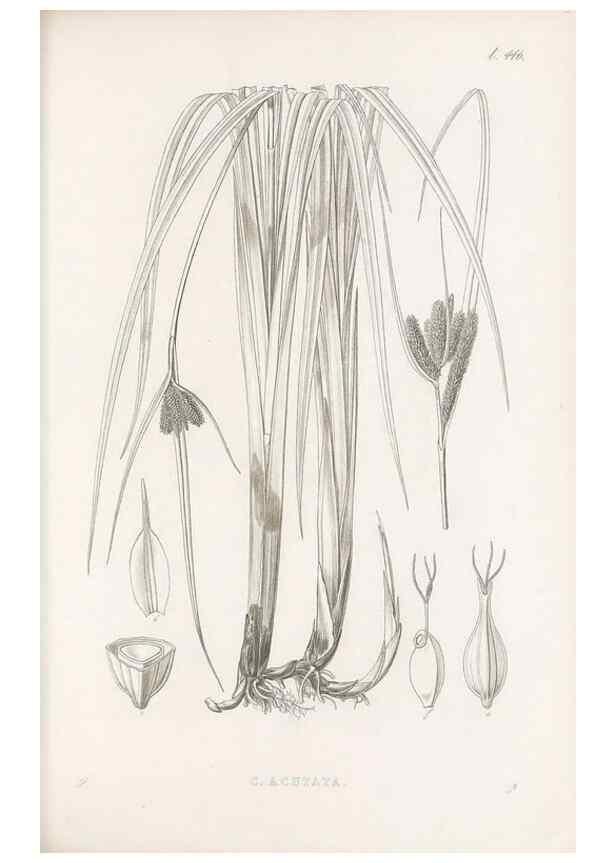 Reproducción/Reproduction 48683327246: Illustrations of the genus Carex. London :William Pamplin,1858-1867.. 