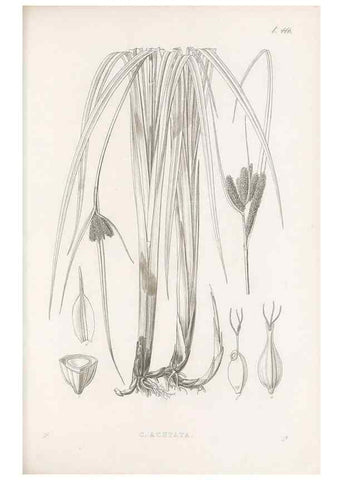 Reproducción/Reproduction 48683327246: Illustrations of the genus Carex. London :William Pamplin,1858-1867.. 
