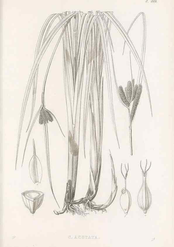 Reproducción/Reproduction 48683327246: Illustrations of the genus Carex. London :William Pamplin,1858-1867.. 