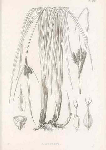 Reproducción/Reproduction 48683327246: Illustrations of the genus Carex. London :William Pamplin,1858-1867.. 