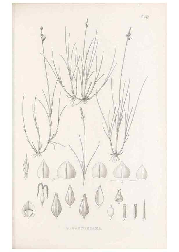 Reproducción/Reproduction 48683510277: Illustrations of the genus Carex. London :William Pamplin,1858-1867.. 