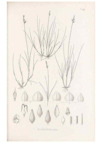 Reproducción/Reproduction 48683510277: Illustrations of the genus Carex. London :William Pamplin,1858-1867.. 