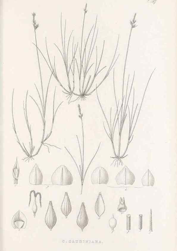 Reproducción/Reproduction 48683510277: Illustrations of the genus Carex. London :William Pamplin,1858-1867.. 