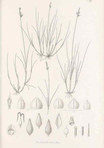 Reproducción/Reproduction 48683510277: Illustrations of the genus Carex. London :William Pamplin,1858-1867.. 