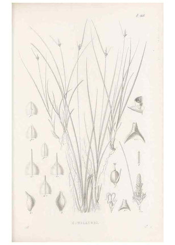 Reproducción/Reproduction 48682995793: Illustrations of the genus Carex. London :William Pamplin,1858-1867.. 