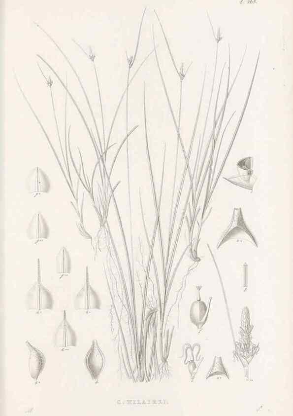 Reproducción/Reproduction 48682995793: Illustrations of the genus Carex. London :William Pamplin,1858-1867.. 