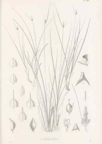 Reproducción/Reproduction 48682995793: Illustrations of the genus Carex. London :William Pamplin,1858-1867.. 