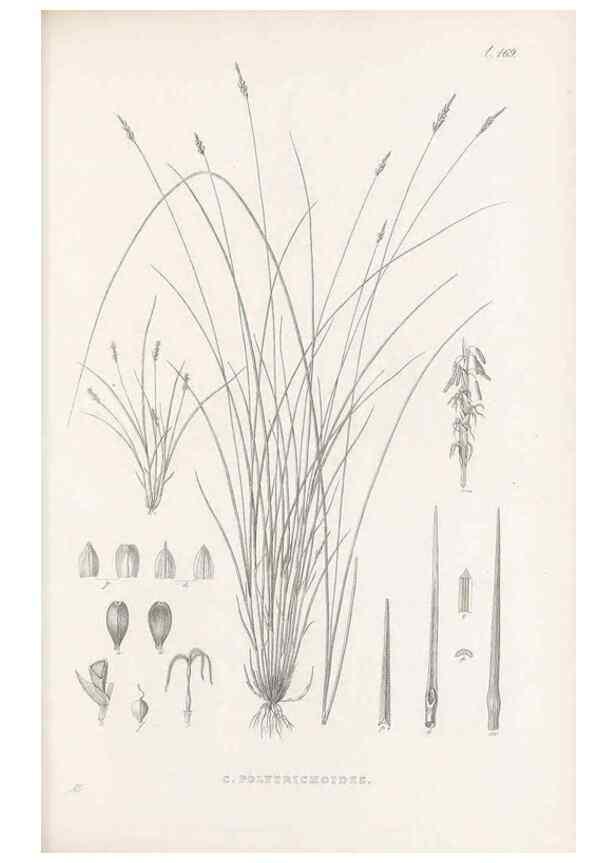 Reproducción/Reproduction 48682996053: Illustrations of the genus Carex. London :William Pamplin,1858-1867.. 