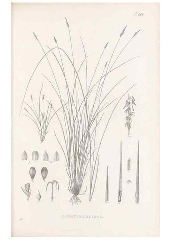 Reproducción/Reproduction 48682996053: Illustrations of the genus Carex. London :William Pamplin,1858-1867.. 