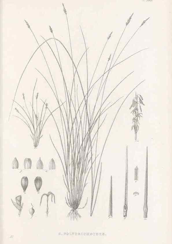 Reproducción/Reproduction 48682996053: Illustrations of the genus Carex. London :William Pamplin,1858-1867.. 