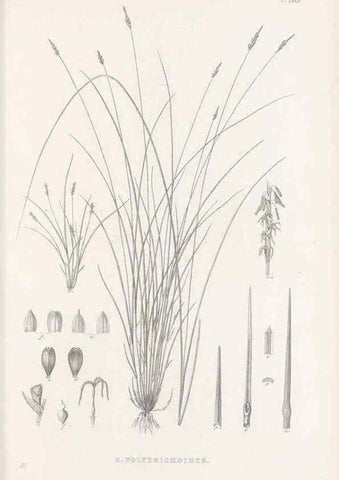 Reproducción/Reproduction 48682996053: Illustrations of the genus Carex. London :William Pamplin,1858-1867.. 