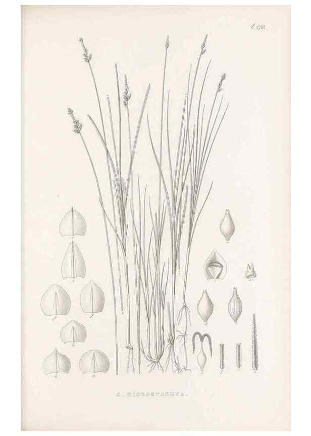 Reproducción/Reproduction 48683335201: Illustrations of the genus Carex. London :William Pamplin,1858-1867.. 
