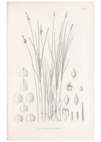 Reproducción/Reproduction 48683335201: Illustrations of the genus Carex. London :William Pamplin,1858-1867.. 