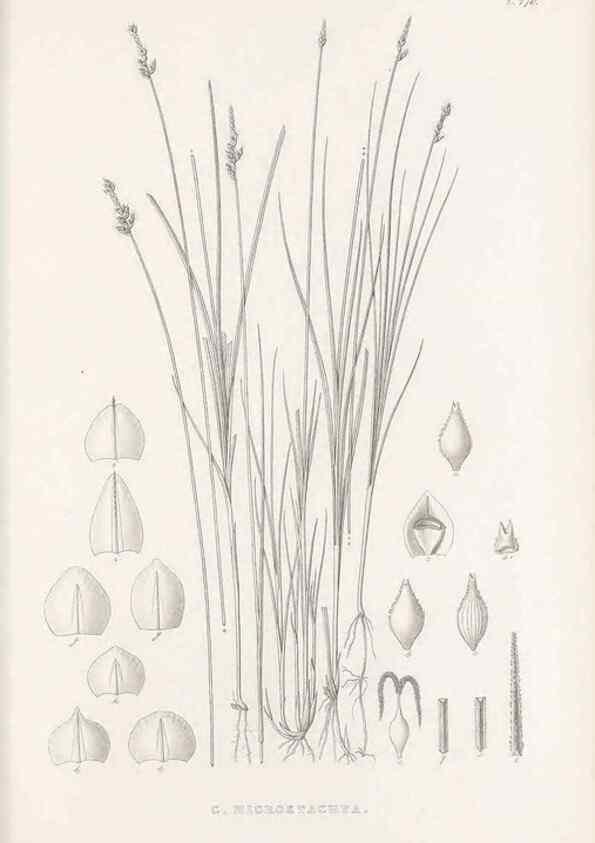 Reproducción/Reproduction 48683335201: Illustrations of the genus Carex. London :William Pamplin,1858-1867.. 