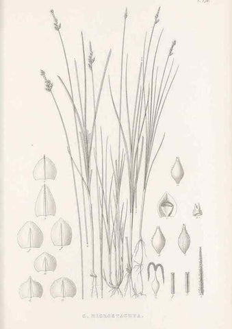 Reproducción/Reproduction 48683335201: Illustrations of the genus Carex. London :William Pamplin,1858-1867.. 