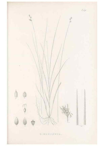 Reproducción/Reproduction 48683335486: Illustrations of the genus Carex. London :William Pamplin,1858-1867.. 