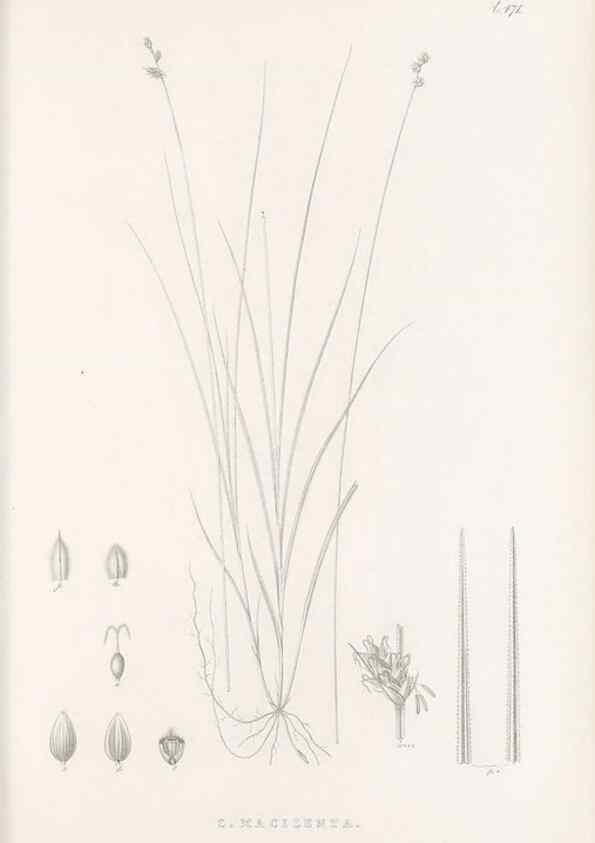 Reproducción/Reproduction 48683335486: Illustrations of the genus Carex. London :William Pamplin,1858-1867.. 