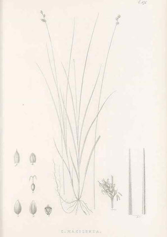 Reproducción/Reproduction 48683335486: Illustrations of the genus Carex. London :William Pamplin,1858-1867.. 