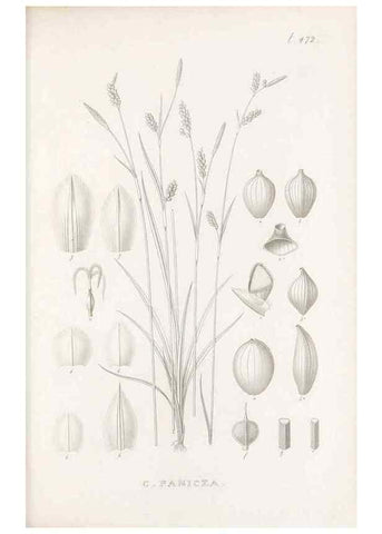 Reproducción/Reproduction 48683335806: Illustrations of the genus Carex. London :William Pamplin,1858-1867.. 