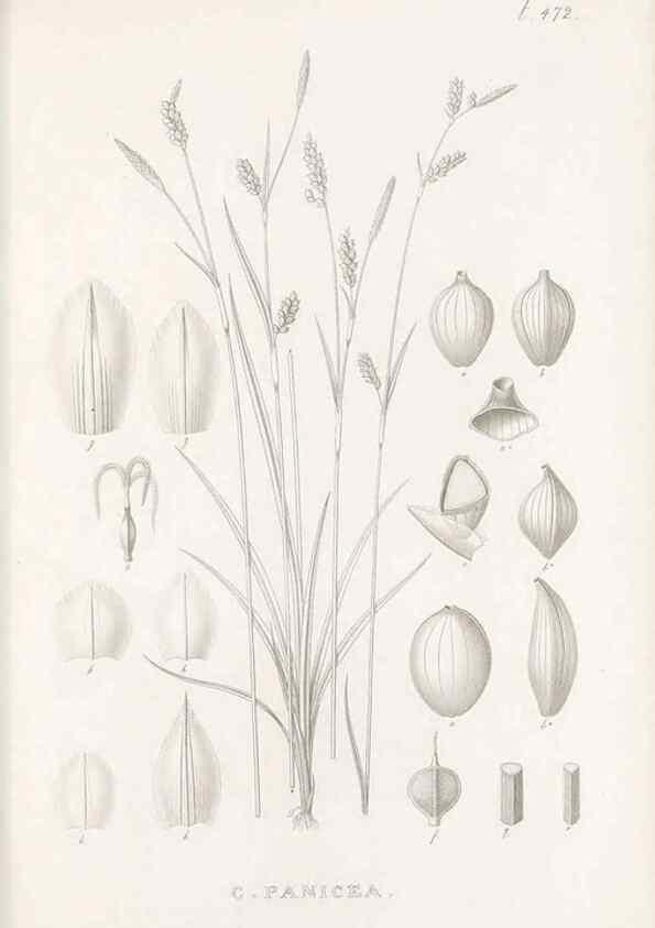 Reproducción/Reproduction 48683335806: Illustrations of the genus Carex. London :William Pamplin,1858-1867.. 