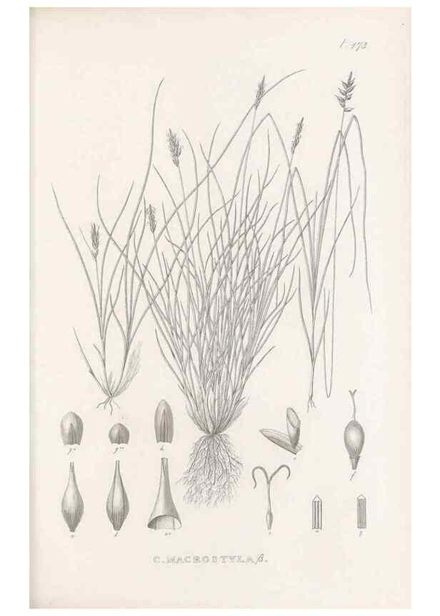 Reproducción/Reproduction 48682997448: Illustrations of the genus Carex. London :William Pamplin,1858-1867.. 