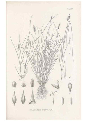 Reproducción/Reproduction 48682997448: Illustrations of the genus Carex. London :William Pamplin,1858-1867.. 