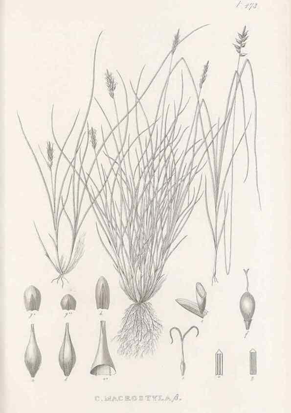 Reproducción/Reproduction 48682997448: Illustrations of the genus Carex. London :William Pamplin,1858-1867.. 