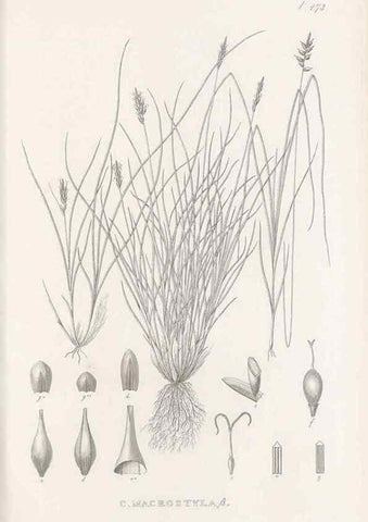 Reproducción/Reproduction 48682997448: Illustrations of the genus Carex. London :William Pamplin,1858-1867.. 