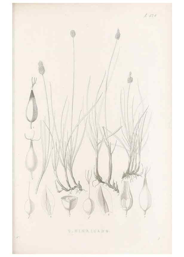 Reproducción/Reproduction 48682997763: Illustrations of the genus Carex. London :William Pamplin,1858-1867.. 