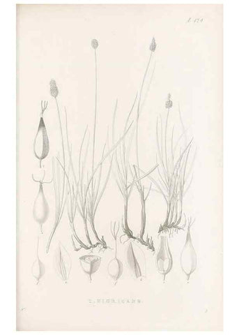 Reproducción/Reproduction 48682997763: Illustrations of the genus Carex. London :William Pamplin,1858-1867.. 