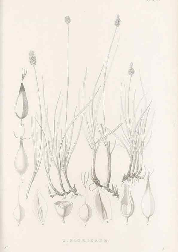 Reproducción/Reproduction 48682997763: Illustrations of the genus Carex. London :William Pamplin,1858-1867.. 