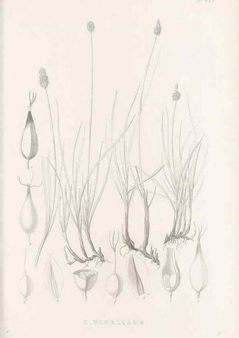 Reproducción/Reproduction 48682997763: Illustrations of the genus Carex. London :William Pamplin,1858-1867.. 