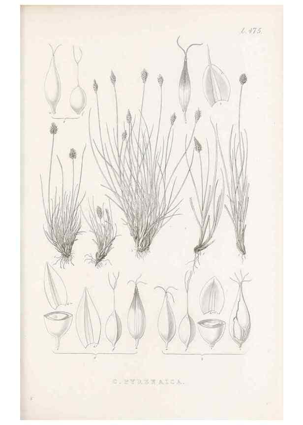 Reproducción/Reproduction 48683512842: Illustrations of the genus Carex. London :William Pamplin,1858-1867.. 