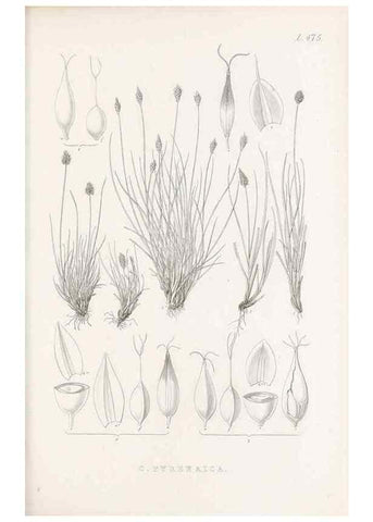 Reproducción/Reproduction 48683512842: Illustrations of the genus Carex. London :William Pamplin,1858-1867.. 