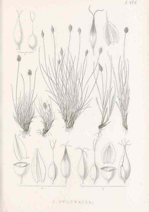 Reproducción/Reproduction 48683512842: Illustrations of the genus Carex. London :William Pamplin,1858-1867.. 