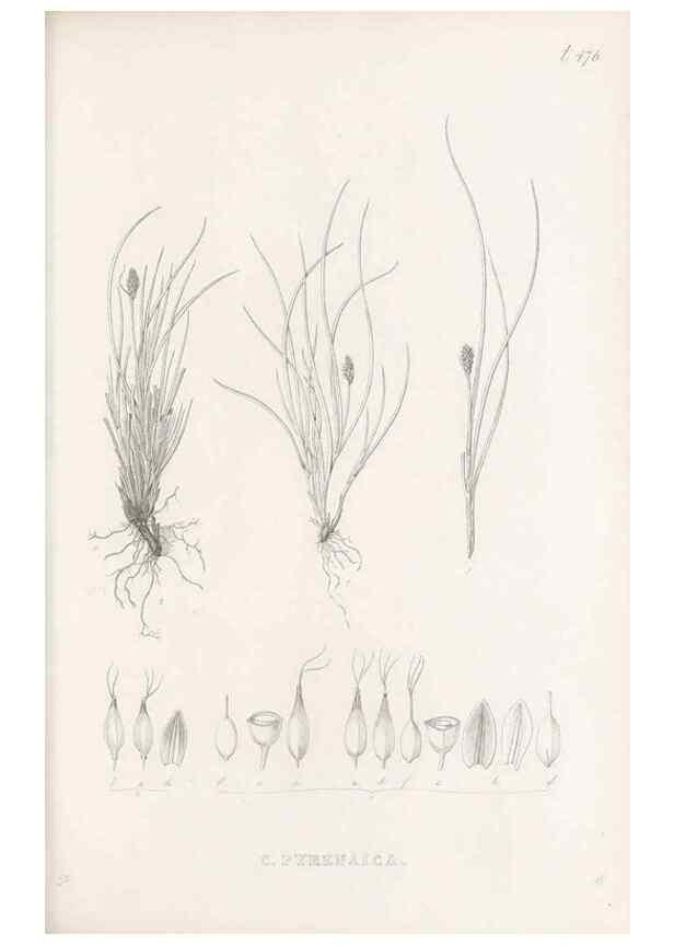 Reproducción/Reproduction 48683337231: Illustrations of the genus Carex. London :William Pamplin,1858-1867.. 