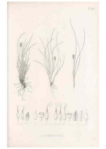 Reproducción/Reproduction 48683337231: Illustrations of the genus Carex. London :William Pamplin,1858-1867.. 