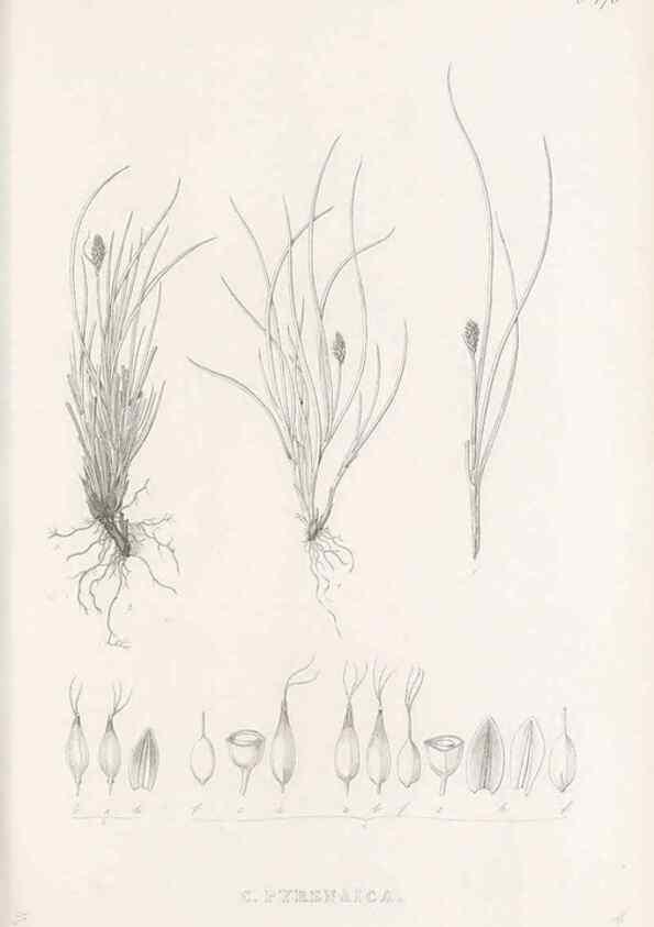 Reproducción/Reproduction 48683337231: Illustrations of the genus Carex. London :William Pamplin,1858-1867.. 