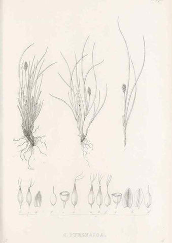 Reproducción/Reproduction 48683337231: Illustrations of the genus Carex. London :William Pamplin,1858-1867.. 