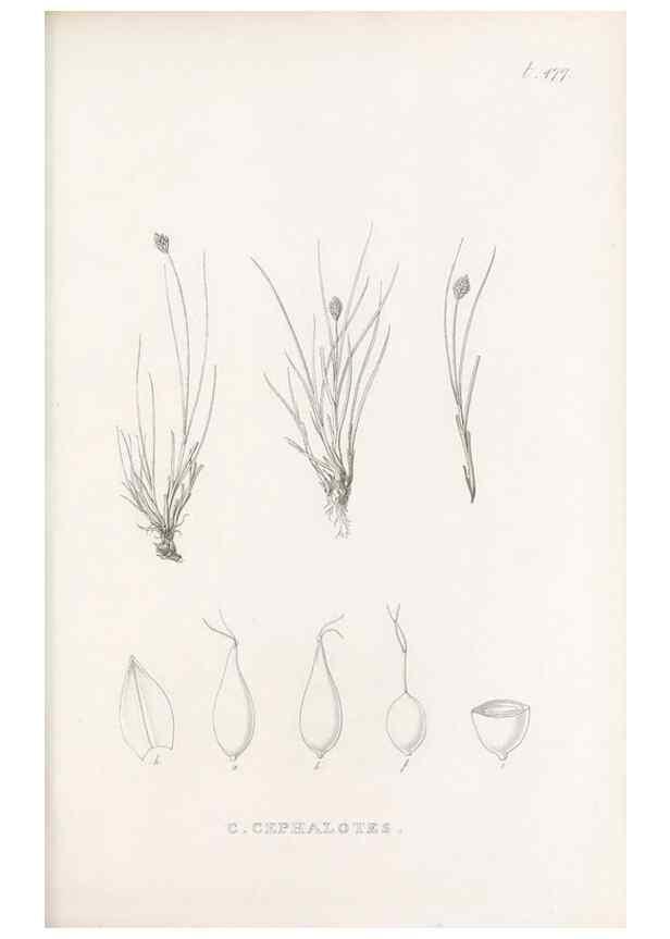 Reproducción/Reproduction 48683513497: Illustrations of the genus Carex. London :William Pamplin,1858-1867.. 