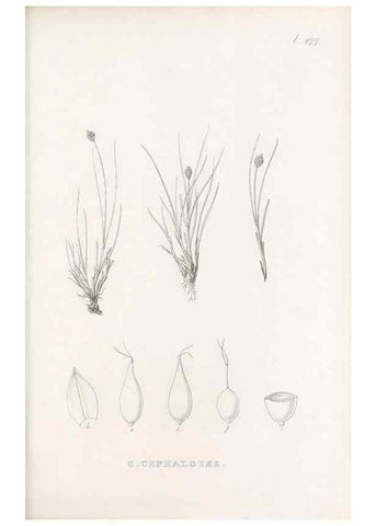 Reproducción/Reproduction 48683513497: Illustrations of the genus Carex. London :William Pamplin,1858-1867.. 
