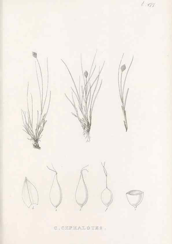 Reproducción/Reproduction 48683513497: Illustrations of the genus Carex. London :William Pamplin,1858-1867.. 