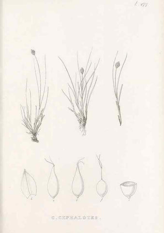 Reproducción/Reproduction 48683513497: Illustrations of the genus Carex. London :William Pamplin,1858-1867.. 