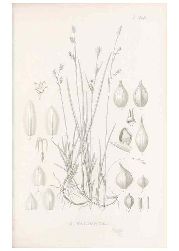 Reproducción/Reproduction 48683513827: Illustrations of the genus Carex. London :William Pamplin,1858-1867.. 
