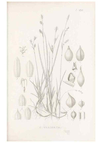 Reproducción/Reproduction 48683513827: Illustrations of the genus Carex. London :William Pamplin,1858-1867.. 