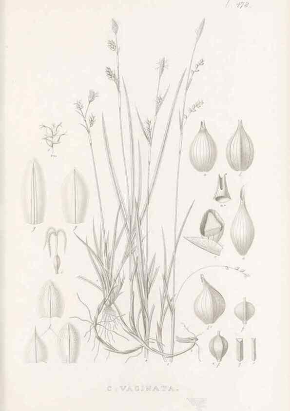 Reproducción/Reproduction 48683513827: Illustrations of the genus Carex. London :William Pamplin,1858-1867.. 