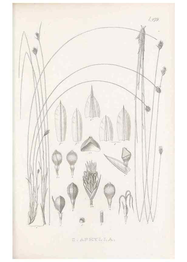 Reproducción/Reproduction 48682999128: Illustrations of the genus Carex. London :William Pamplin,1858-1867.. 