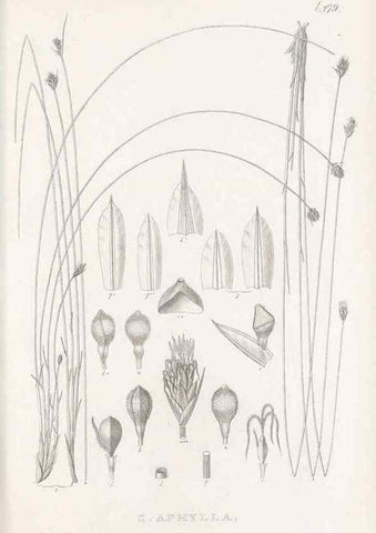 Reproducción/Reproduction 48682999128: Illustrations of the genus Carex. London :William Pamplin,1858-1867.. 