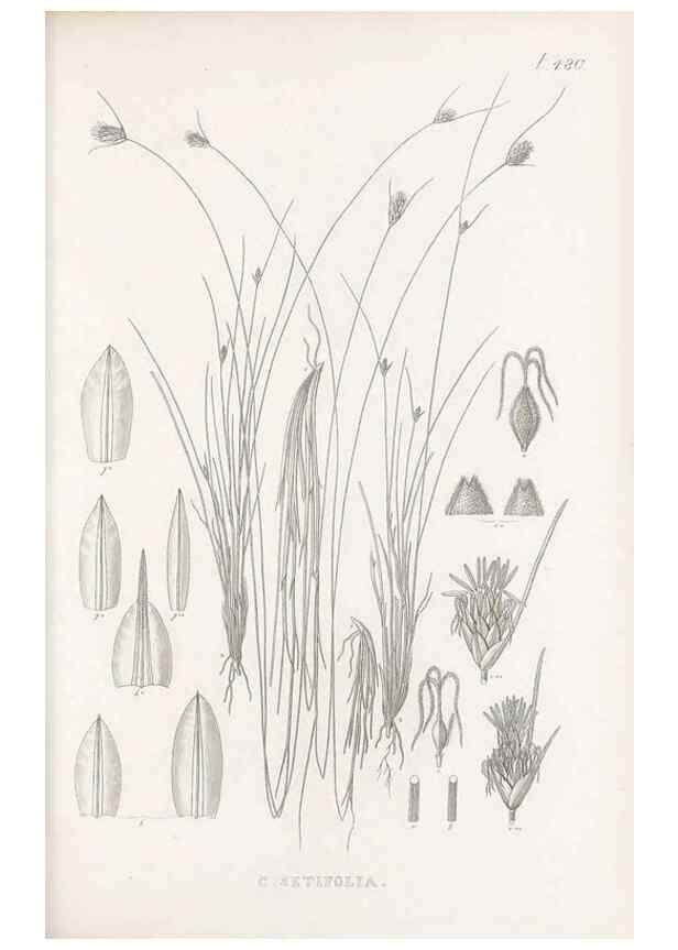 Reproducción/Reproduction 48683338451: Illustrations of the genus Carex. London :William Pamplin,1858-1867.. 