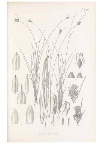 Reproducción/Reproduction 48683338451: Illustrations of the genus Carex. London :William Pamplin,1858-1867.. 